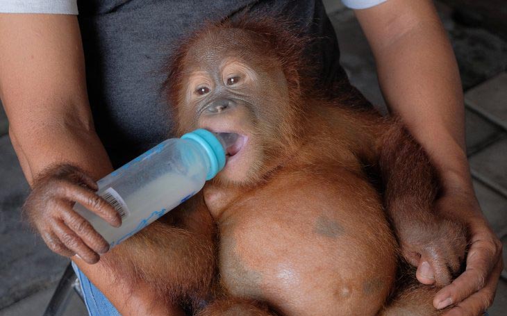 Petugas Balai Konservasi Sumber Daya Alam (BKSDA) memberi susu kepada seekor orangutan hasil sitaan dari upaya penyelundupan. (Foto: Antara/Nyoman Hendra Wibowo)