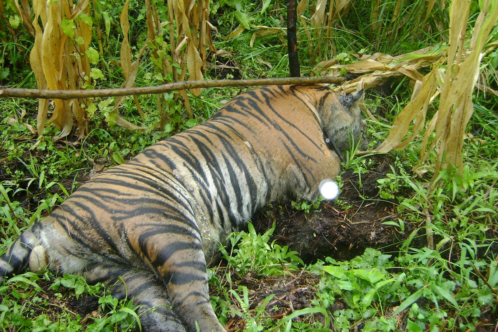 Ilustrasi harimau yang terjerat. (Foto: sejarahkacau30.files.wordpress.com)
