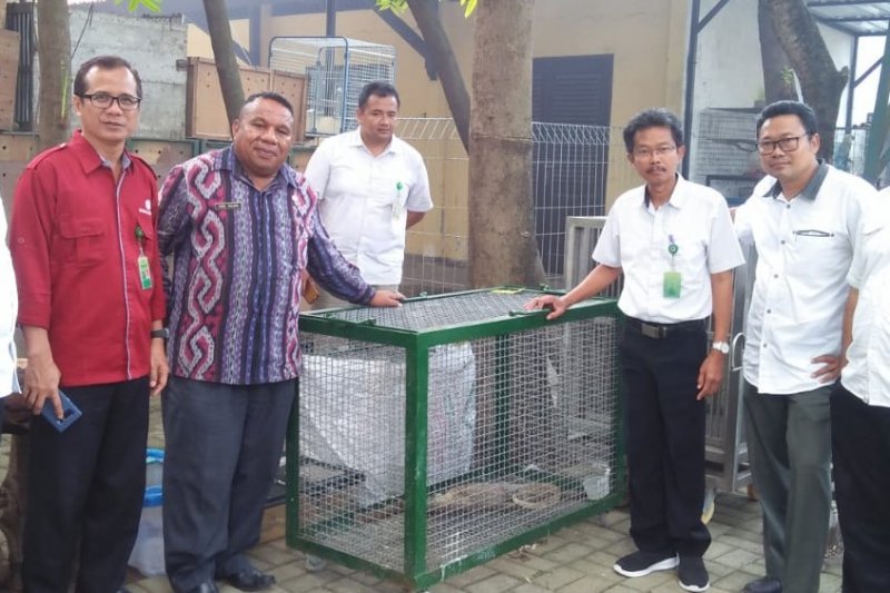 Kepala Bidang Destinas Dinas Pariwisata dan Ekonomi Kreatif Provinsi Nusa Tenggara Timur (NTT), Eden Klakik (kedua dari kiri) bersama penyidik dan BKSD Jawa Timur melihat bayi komodo yang diselundupkan dari NTT. (Foto: dok/antara)