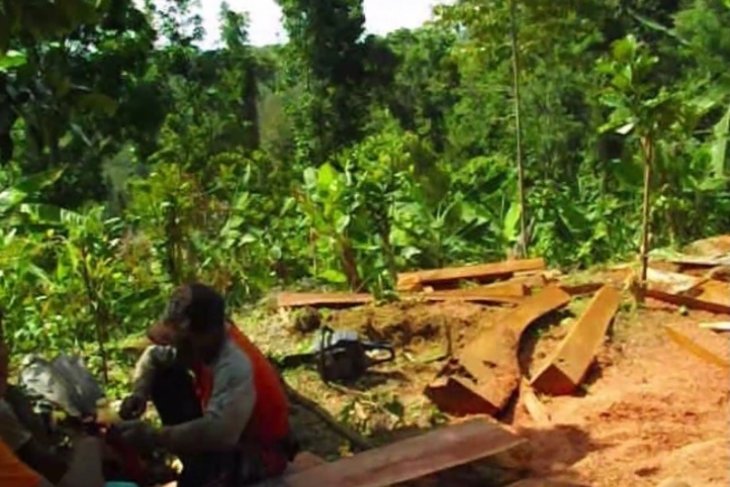 Kayu-kayu hasil pembalakan liar di kawasan hutan Apusan di Kabupaten Malang (Foto: Antara/Istimewa)