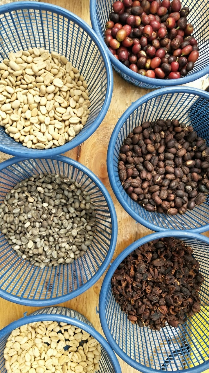 Proses pasca panen kopi sangat menentukan citarasa kopi. Kopi asalan, layakah disebut kopi? (Foto:Istimewa)