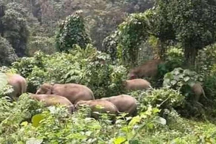  Kawanan gajah liar masuk perkampungan (pekon) Roworejo, Kecamatan Suoh, Kabupaten Lampung Barat. (Foto: Antara/Tagana Lampung Barat)
