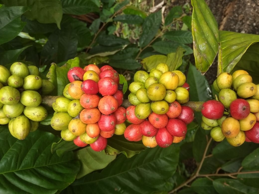 Menjelang panen raya petani kopi seringkali berpapasan dengan jeleknya harga pasaran kopi. (Foto:Istimewa/Rumini for ngopibareng.id)