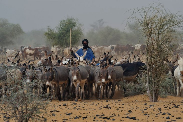 Penggembala di Mali. (Foto: dok/antara)