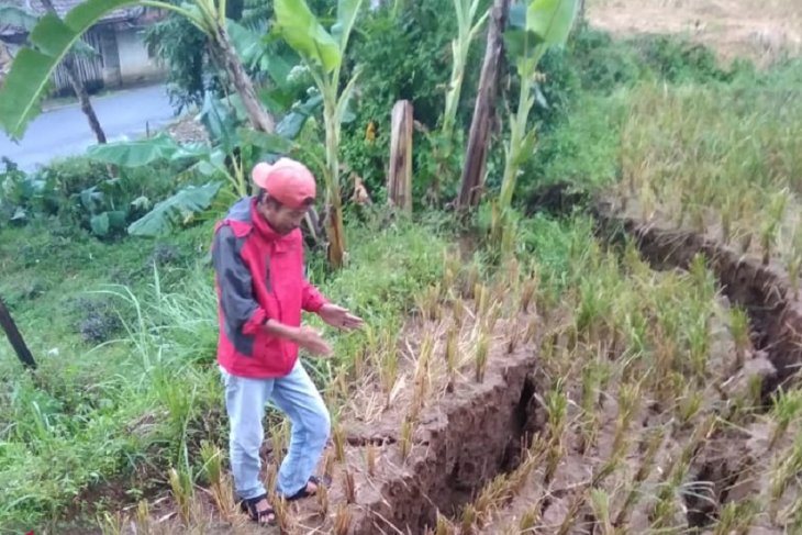 Tokoh Masyarakat Desa Kertaangsana, Kecamatan Nyalindung, Kabupaten Sukabumi, Jawa Barat Asep Has saat menunjukan lokasi sawah yang terbelah akibat bencana pergeserah tanah. (Foto: Ant)