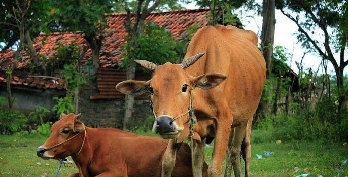 Kementerian Pertanian beri kuota asuransi untuk peternakan di Kabupaten Pasuruan.
