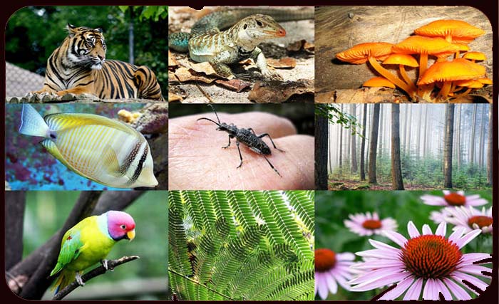 Ilustrasi hewan dan tanaman yang terancam punah. (Foto:Dok.Ngopibreng)