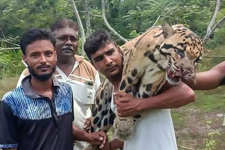Seorang pria mengangkat bangkai seekor macan tutul yang dilaporkan merupakan spesies langka di Tampin, Malaysia. (Foto: Daily Mirror)