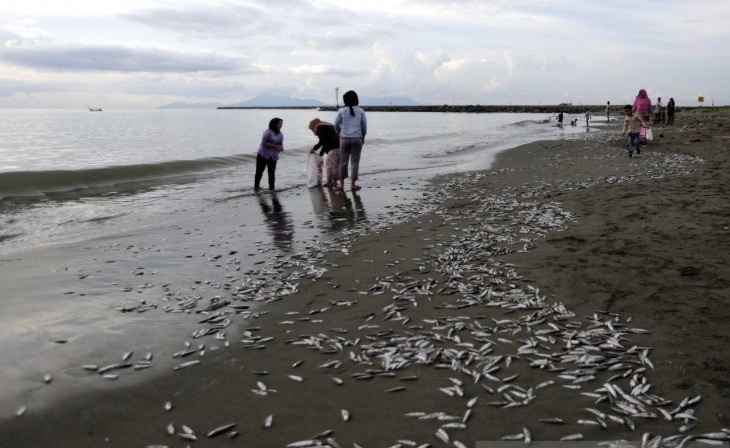 Warga memunguti ikan teri yang mati massal di laut Aceh. (Foto: Dok/Antara)