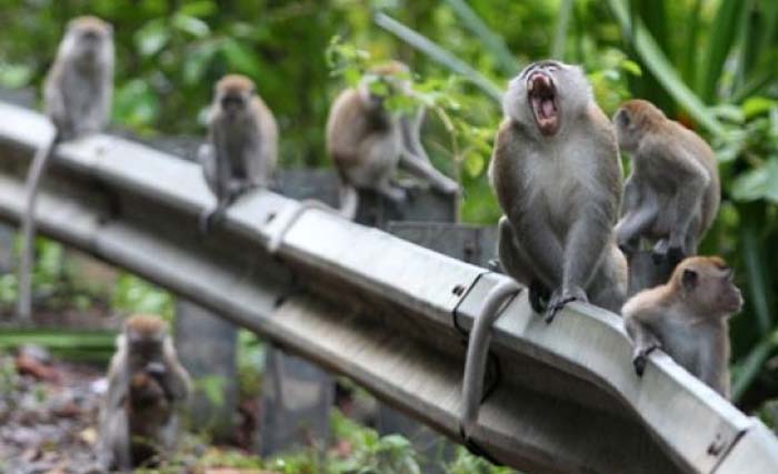 Kawanan monyet nongkrong  di Jalan pagar jalan Lintas Sumatera (Jalinsum) Kecamatan Air Dikit, Kabupaten Mukomuko. (Foto:Antara)