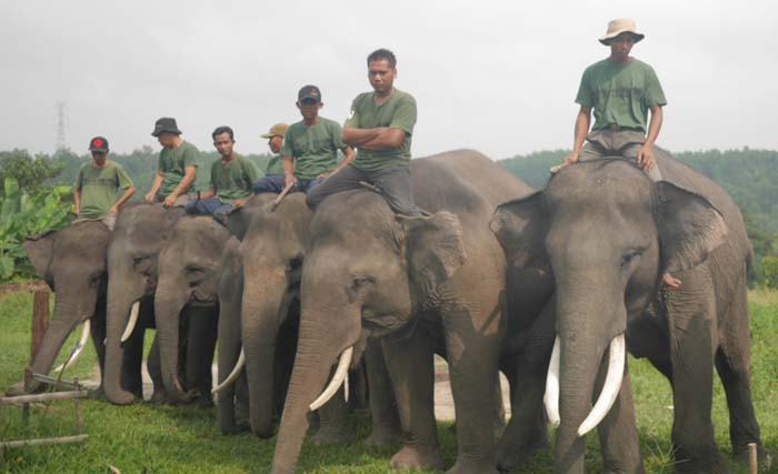 Pasukan gajah beserta pawangnya siap menghalau gajah liar di Kabupaten Indragiri Hulu, Riau. (Foto:BTNRiau)