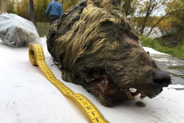 Sebuah kepala serigala kuno yang telah tersimpan dalam lapisan es selama 40 ribu tahun telah terlihat di tepi sungai Tirekhtyakh di Republik Sakha (Yakutia) Russia pada September 2018. (Foto: Reuters/Valery Plotnikov)