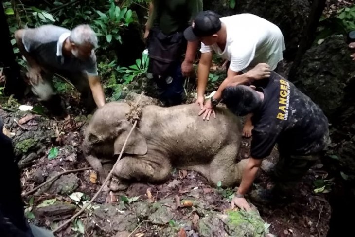 Tim konservasi sumber daya alam mengevakuasi anak gajah yang terkena jerat di hutan kawasan pedalaman Aceh Timur, Selasa (18/6/2019). (Foto: Antara/Dok BKSDA Aceh)