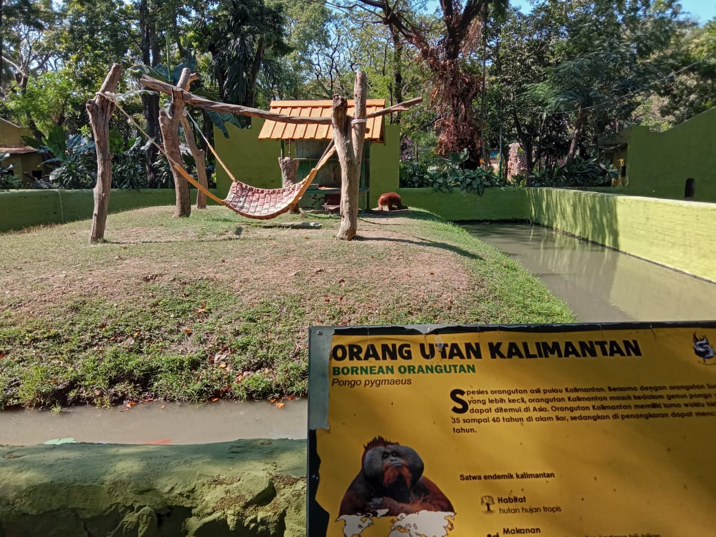Kandang orang utan di Kebun Binatang Surabaya. Lokasi inilah diduga penganiayaan terjadi. (Foto: Faiq/ngopibareng.id)