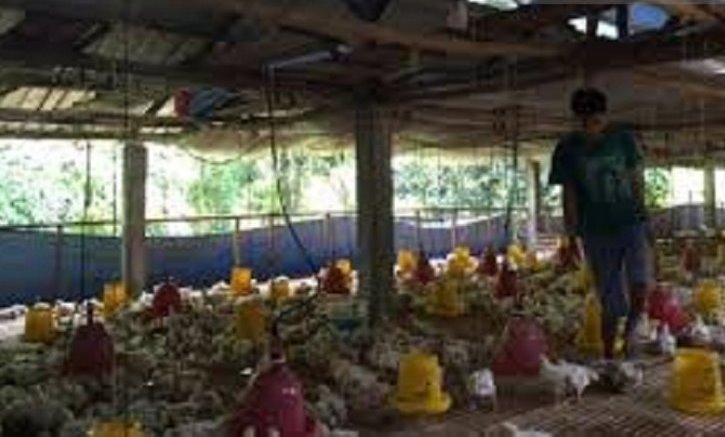 Ilustrasi -s usaha peternakan ayam potong di (Foto: Antara/Azis Senong)