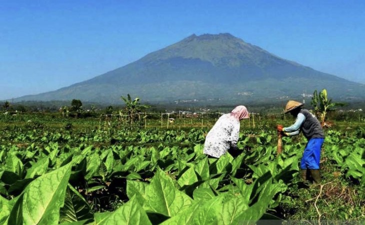 Ilustrasi petani tembakau. (Foto: dok/antara)