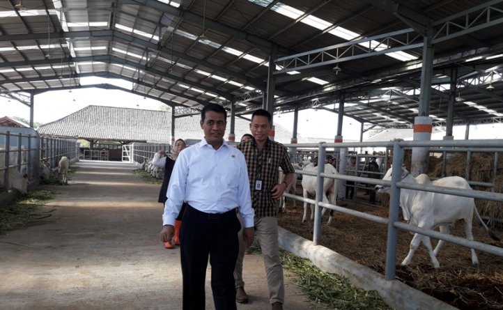Menteri Pertanian (Mentan) Andi Amran Sulaiman meninjau Loka Penelitian Sapi Potong di Grati, Kabupaten Pasuruan, Jumat 28 Juni. (Foto: Antara/Endang Sukarelawati)