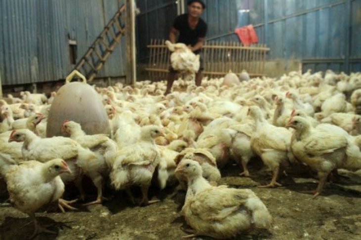 Ilustrasi - Pedagang memilah ayam di salah satu agen ternak unggas (Foto: Antara/Risky Andrianto/pras.)