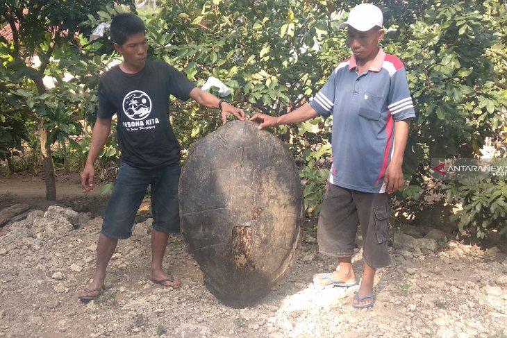Warga menunjukkan cangkang atau karapaks penyu hijau yang mereka temukan di pesisir Desa Jengglungharjo, Tulungagung, Senin 1 Juli 2019. (Foto: Antara/Destyan Handri Sujarwoko)