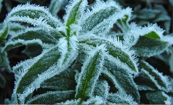 Embun upasa atau frost, menempel di tanaman yang ada di Gunung Bromo. (Foto:tnbromotenggersemera)