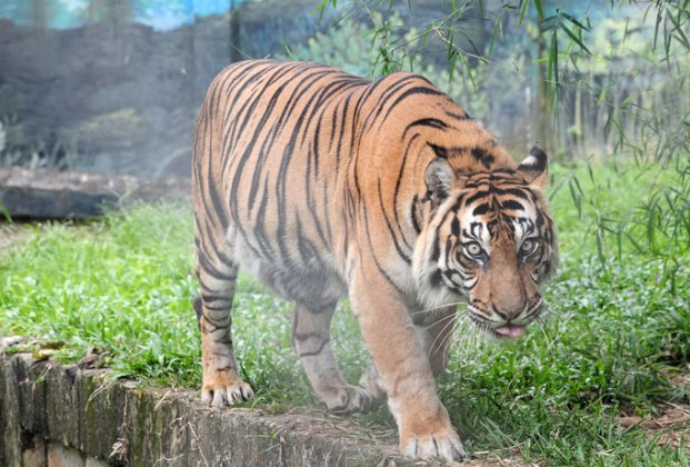 Harimau Sumatra (Panthera tigris sumatrae) (Foto: Antara/Wahdi Septiawan)