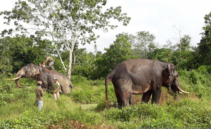 Tim BBKSDA Riau dan WWF bersama gajah jinak melakukan operasi penggiringan gajah sumatera liar di Kabupaten Indragiri Hulu, Riau. (Foto: Antara/BBKSDA Riau)