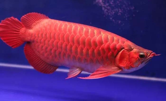 Ikan arwana super red dari Kapuas Hulu, Kalimantan Barat. (Foto:Dok.Antara)