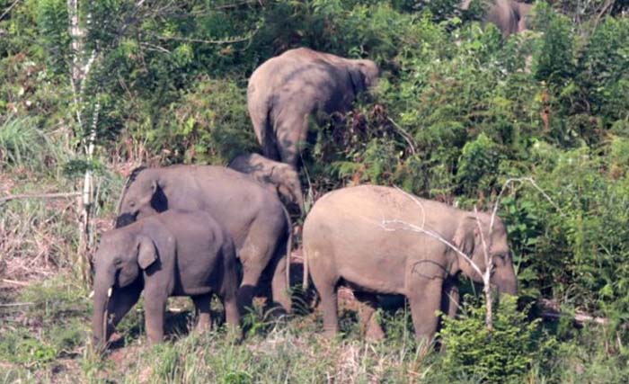 Sebagian dari kawanan gajah sumatera  (elephas maximus sumatranus) yang terus berkonflik dengan manusia. (Foto:Antara)