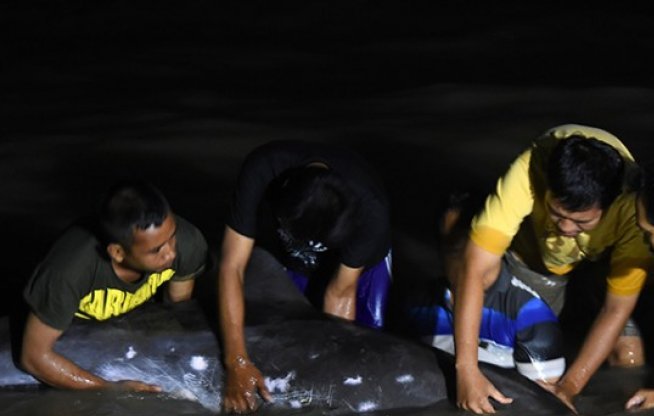 Lumba-Lumba Terdampar Sejumlah nelayan dan tim dokter hewan dari Kebun Binatang Surabaya (KBS) berusaha mengamati kondisi dari ikan lumba-lumba (Delphinus capensis) yang terdampar di tepi Pantai Nambangan, Kenjeran, Surabaya, Jawa Timur, Senin (23/5) dini hari. Menurut Hafidin nelayan setempat, mamalia langka dengan panjang sekitar 1,5 meter tersebut tersangkut pada jaring dan berusaha mendorong lumba-lumba tersebut ketengah laut namun kondisi nya semakin melemah. (Foto: Antara/M Risyal Hidayat)