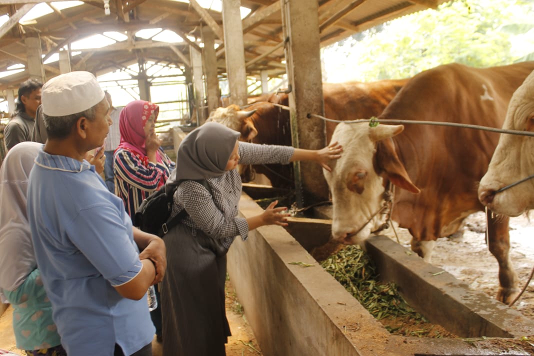 Jemaah Majelis Taklim Assyifa di perternakan sapi Balaraja, Banten, tengah memilih sapi untuk kurban. (Foto: Asmanu/ngopibareng.id)
