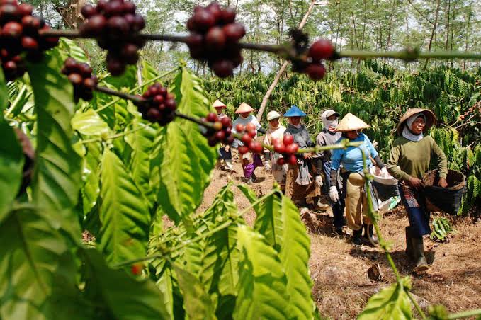 Para petani kopi di ladang mereka. (Foto: Dok/Antara)