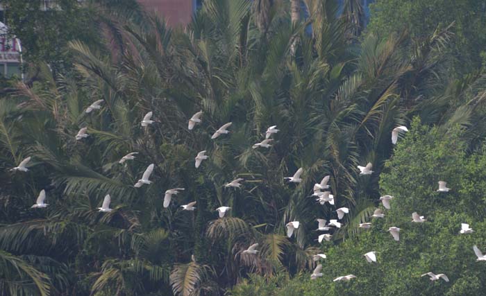 Burung-burung berterbangan di kawasan Muara Angke, Jakarta Utara. (Foto:Antara)
