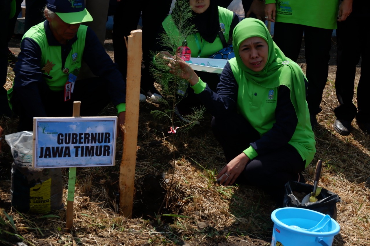 GUBERNUR Jawa Timur Khofifah Indar Parawansa menanam cemara udang saat peringatan Hari Lingkungan Hidup se-Dunia di Kota Probolinggo. (foto:Ikhsan/ngopibareng.id).