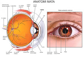 Ilustrasi anatomi retina. (Foto: Google)