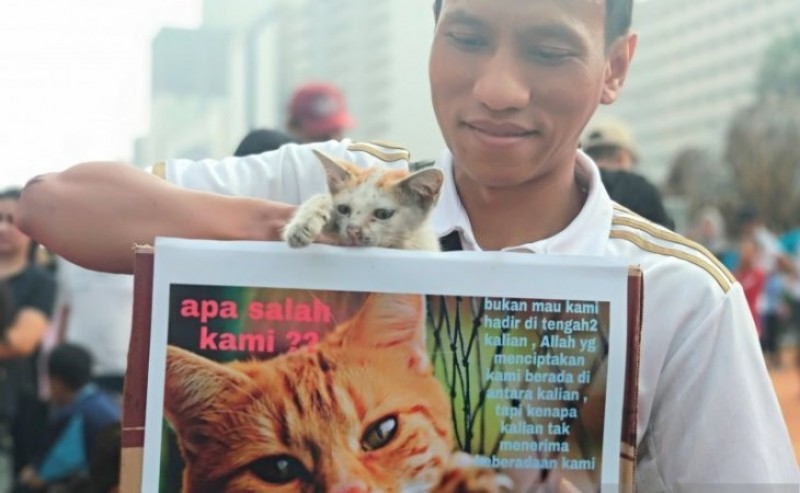 Pecinta kucing. (Foto: Antara/Aditya Pradana Putra)