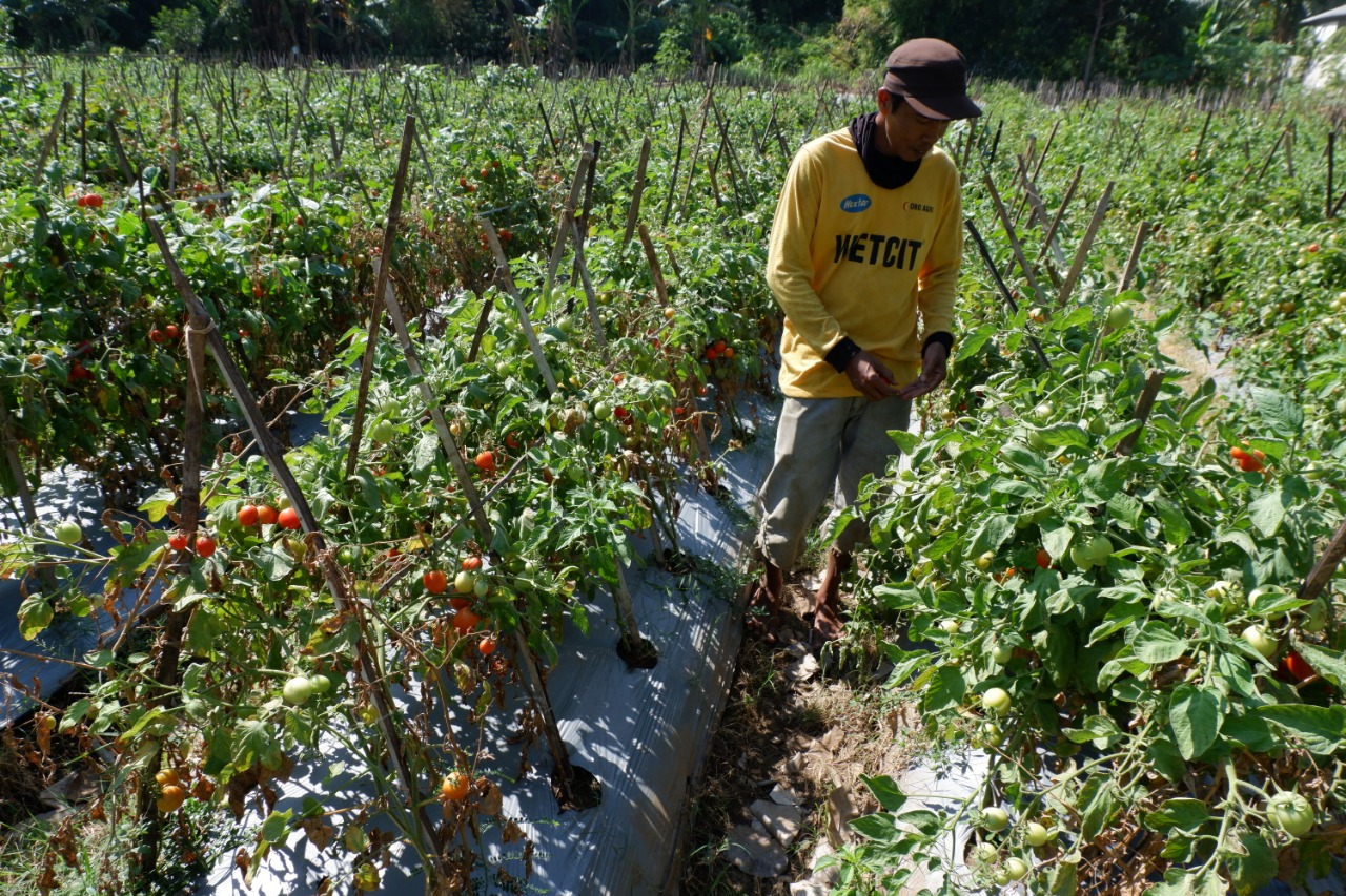 PETANI di Probolinggo sedang memanen tomat yang harganya anjlok menjadi Rp 500 per kilogram. (Foto: Ikhsan/ngopibareng.id)