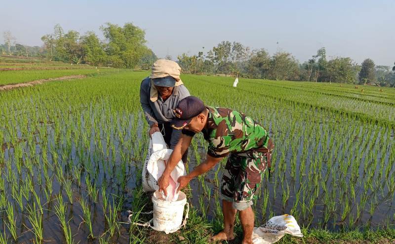 Babinsa Kutogirang Sertu Sugeng PW mendampingi Petani pupuk tanaman padi 