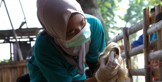 Salah satu petugas sedang memeriksa hewan kurban yang dijual di lapak penjualan hewan kurban di Pasuruan, Rabu, 7 Agustus 2019. (Foto: Dok Humas)
