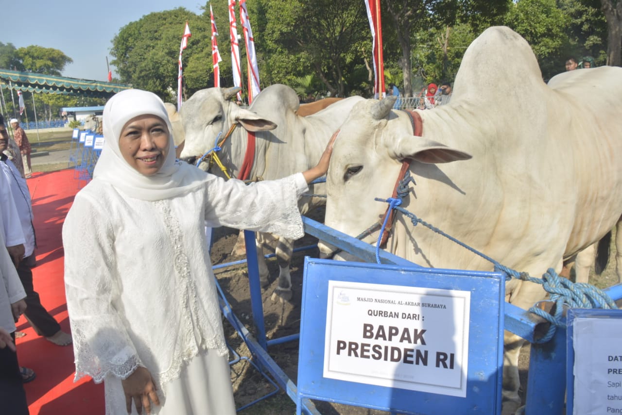 Gubernur Jawa Timur (Jatim) Khofifah Indar Parawansa saat mengecek sapi kurban milik Presiden RI Joko Widodo (Jokowi) di Masjid Al Akbar usai salat Idul Adha. (Foto: Dok. Keluarga)