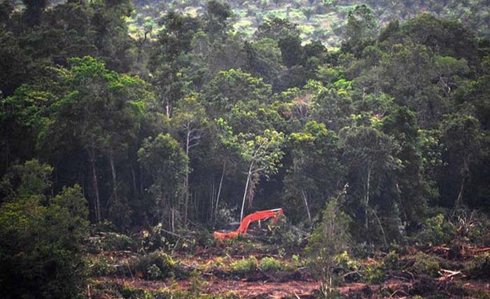 Ilustrasi hutan-hutan di Kalimantan yang terancam. (Foto:Antara)