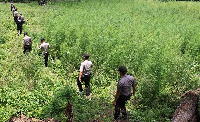 Lima hektar ladang ganja yang ditemukan polisi di wilayah Mandailing Natal, Sumatera Utara, 31 Agustus lalu. (Foto:Antara)