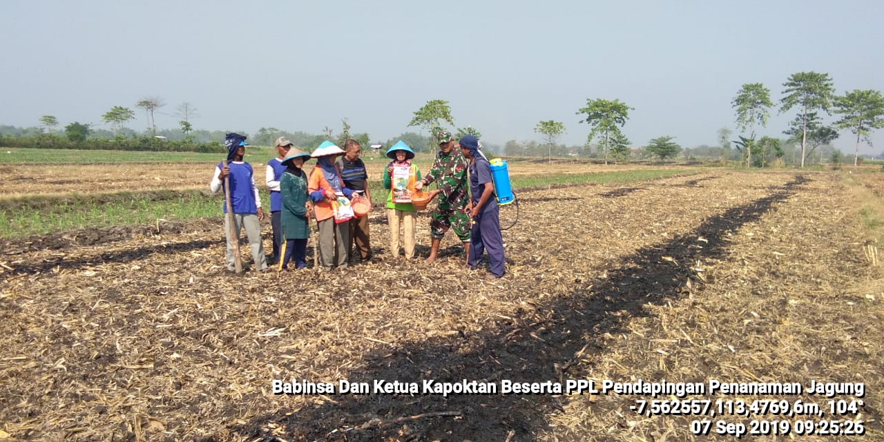 Babinsa Koramil 0815/14 Dlanggu  Kopda I Kadek Warnata bersama PPL dan Kapoktan turun langsung di lokasi tanam jagung