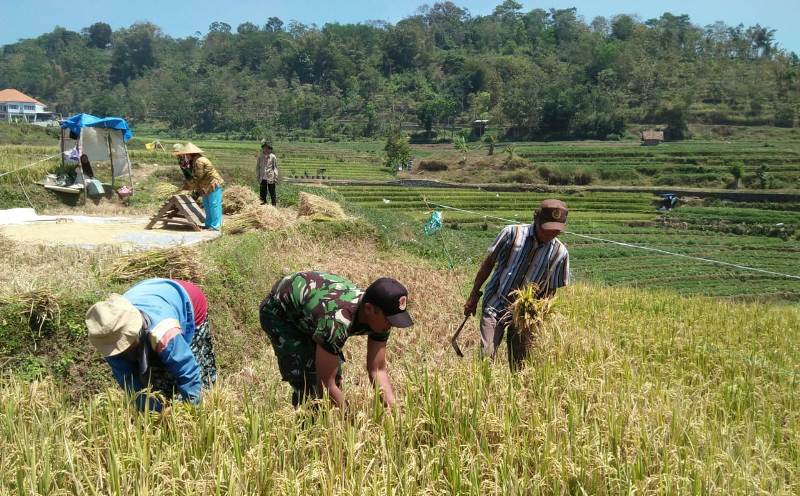 Babinsa Koramil 0815/17 Trawas Koptu Yudi Dwi Irwanto, mendampingi petani panen padi di Dusun Biting Desa Seloliman, Kecamatan Trawas, Kabupaten Mojokerto.