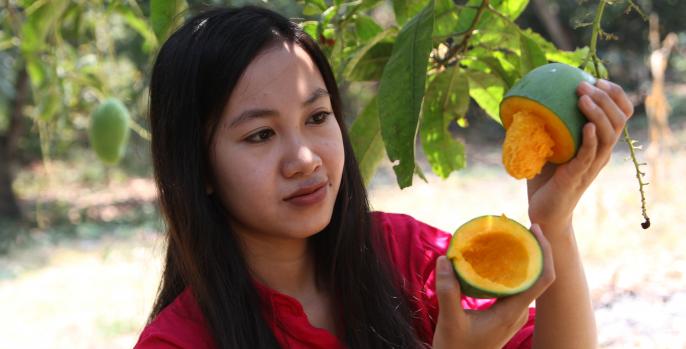 Mangga Alpukat yang menjadi ikon buah khas Kabupaten Pasuruan ditontonkan. (Foto: Dok Humas)