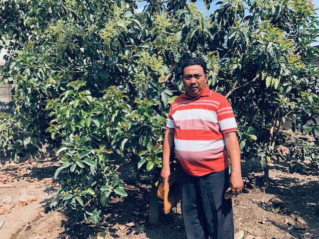 Dr Nuryono MPd di kebun tempat ia mengembangkan berbagai jenis alpukat unggul. (Foto arif afandi/ngopibareng.id)