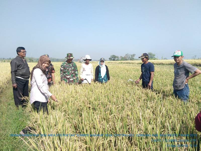 Babinsa Centong Serka Suliyadi Bersama Koordinator PPL, Hj. Muslikhah, SP., PPL setempat dan THL turun ke sawah lakukan pengubinan padi di sawah milik Suwandi 