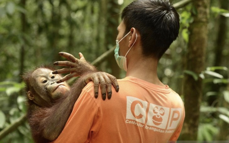 Orangutan Borneo bersama perawat satwa. (Foto: Dok/Antara)