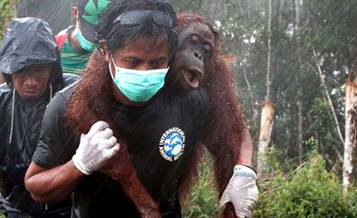 Petugas menyelamatkan orangutan di Nyaru Menteng, Kalteng. (Foto:Borneo)