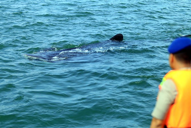 HIU paus (whale shark) berenang di kanal air PLTU Paiton, Kabupaten Probolinggo. (foto: Istimewa/ngopibareng.id)