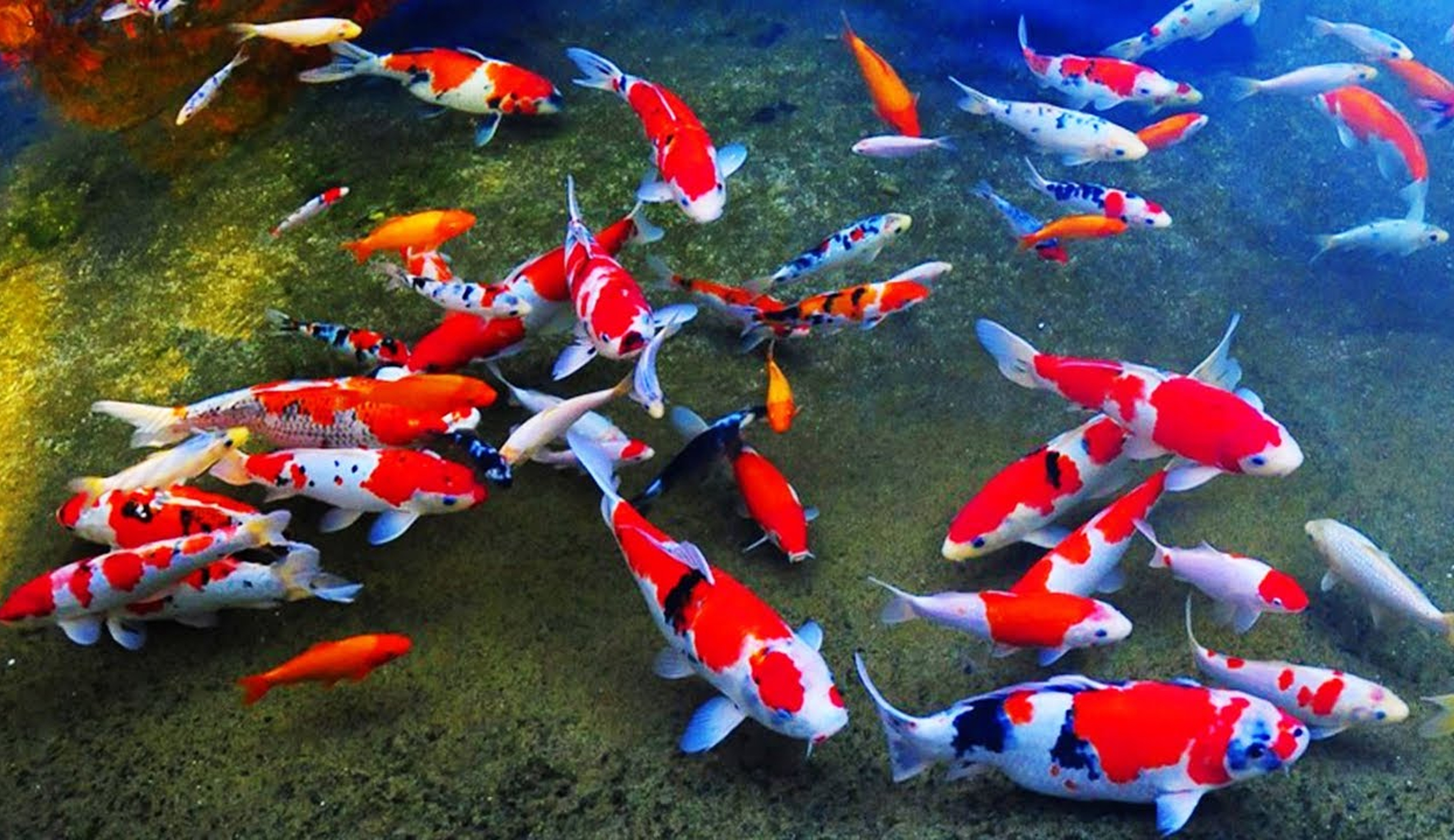 Ikan Koi. (Foto: Istimewa)